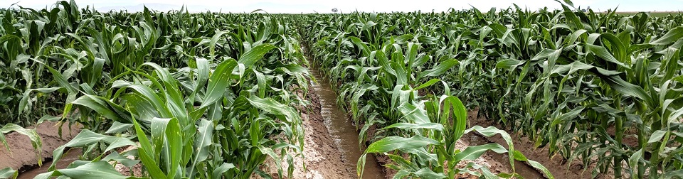 1639147012729840.jpg corn_banner.jpg